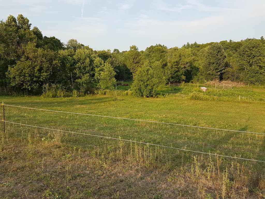 Happy Traills Farm | 228 Hall Settlement Rd, Plainfield, ON K0K 2V0, Canada | Phone: (613) 685-0247