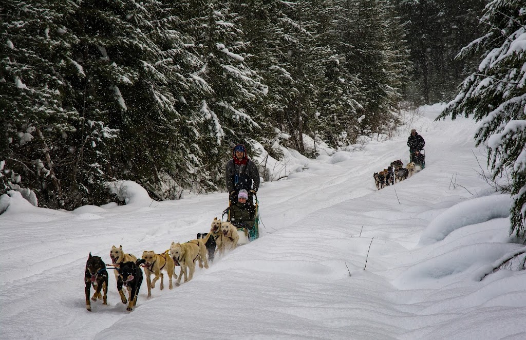 Revelstoke Dogsled Adventures | 1416 Mt Begbie Rd, Revelstoke, BC V0E 3K0, Canada | Phone: (250) 814-3720