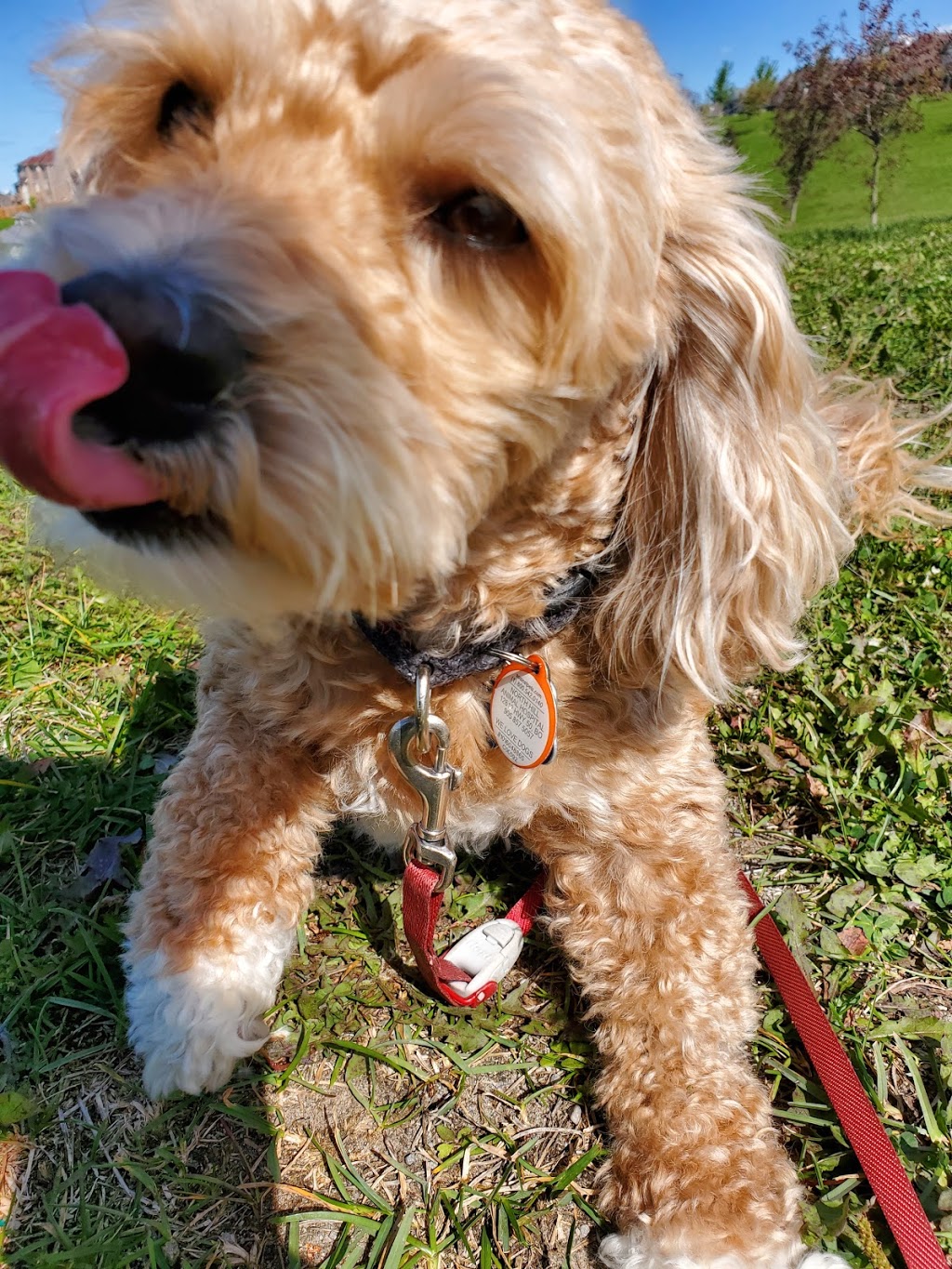 Treetops Dog Walking | 77 Willoughby Way N, Alliston, ON L9R 0P4, Canada | Phone: (437) 344-6556