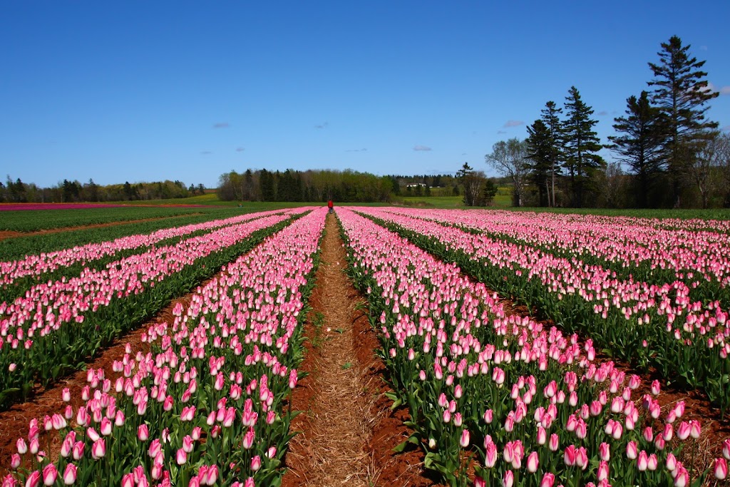 Vanco Farms Ltd | 9311 Trans-Canada Hwy, Mount Albion, PE C1B 0R4, Canada | Phone: (902) 651-2970