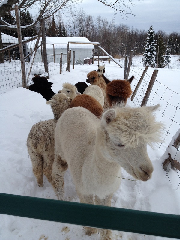 Alpagas de Camily | 750 7e Rang, Saint-Félix-de-Kingsey, QC J0B 2T0, Canada | Phone: (514) 978-5652