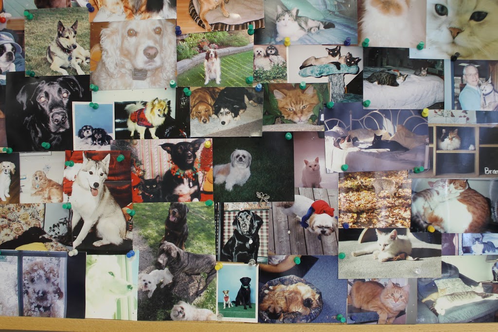 Collins Bay Animal Hospital | 4037 Bath Rd, Kingston, ON K7M 4Y4, Canada | Phone: (613) 384-1010