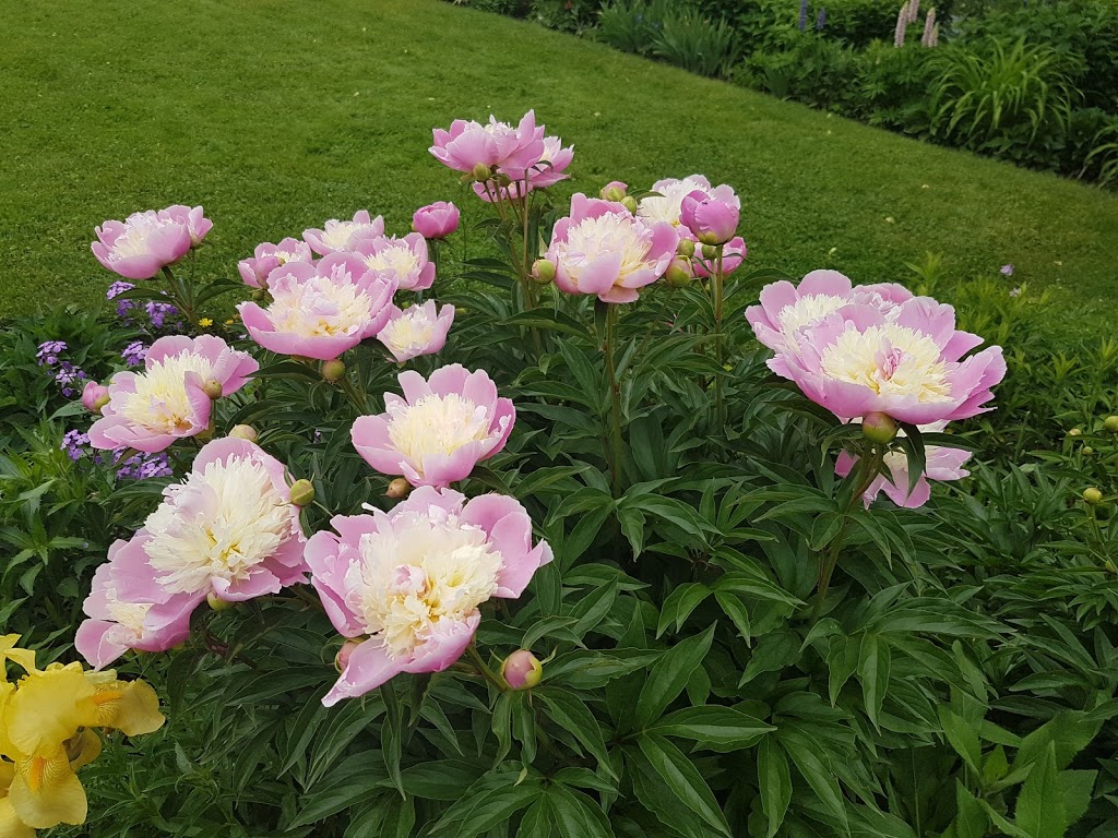 Maplelawn Garden | 497-529 Richmond Rd, Ottawa, ON K2A 0G3, Canada | Phone: (800) 465-1867