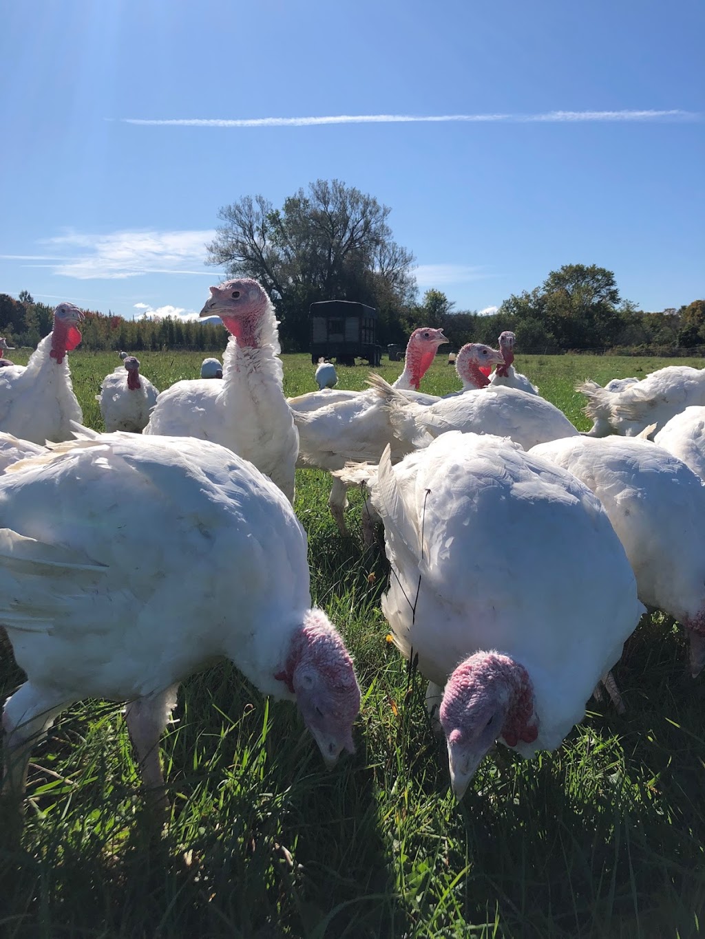 Ferme Patch | 328 Chemin Stagecoach, Brome, QC J0E 1K0, Canada | Phone: (450) 775-8698