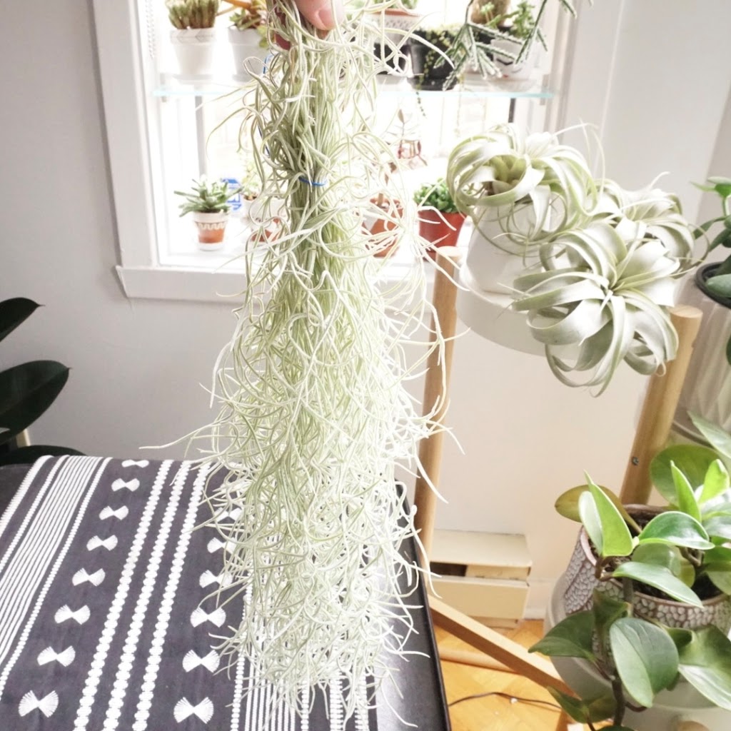 Plant Babies Terrariums | 7905 Rue Tellier, Montréal, QC H1L 6N9, Canada | Phone: (514) 561-7508