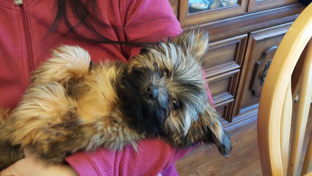 Darling Dogs | 1735 248 St, Aldergrove, BC V4W 2C3, Canada | Phone: (604) 539-5446
