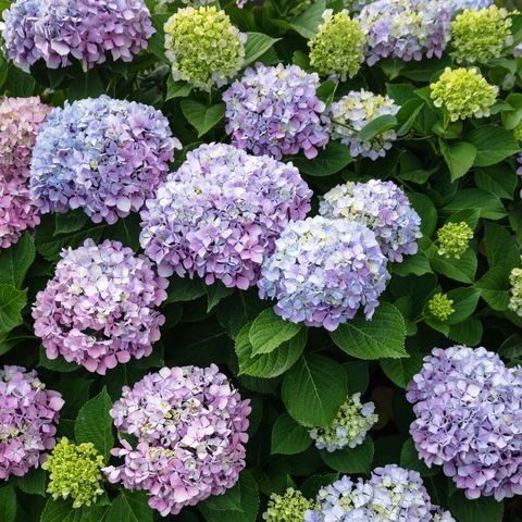 La Belle’s Garden Centre | 6th Concession Rd, Pickering, ON L1X 0J6, Canada | Phone: (905) 391-0912