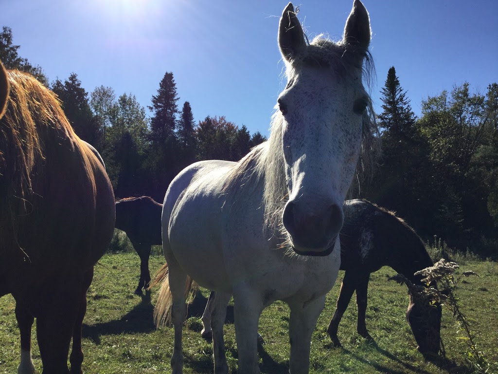 Ranch Tibalain | 209 Chemin de Béthanie, Béthanie, QC J0E 2L1, Canada | Phone: (514) 972-6789