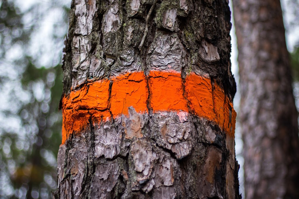 Barrhaven Tree Service | 2010 Seeleys Bay St, Nepean, ON K2J 5P5, Canada | Phone: (343) 312-7822