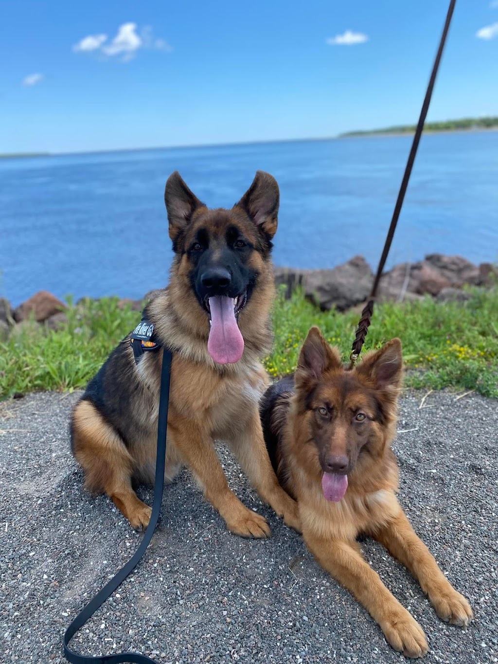 Fire River German Shepherds | Route 116 Upper, Rexton, NB E4W 3C5, Canada | Phone: (506) 899-2350