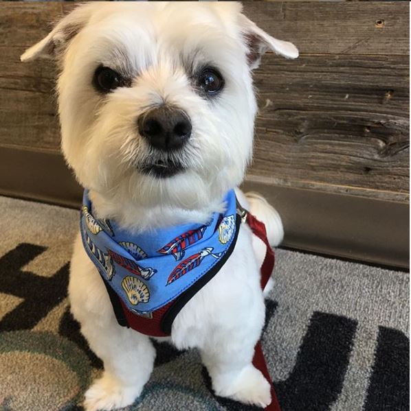 Hound & Purr Pet Grooming Spa | 1181 The Queensway #3, Etobicoke, ON M8Z 0C5, Canada | Phone: (416) 253-9494