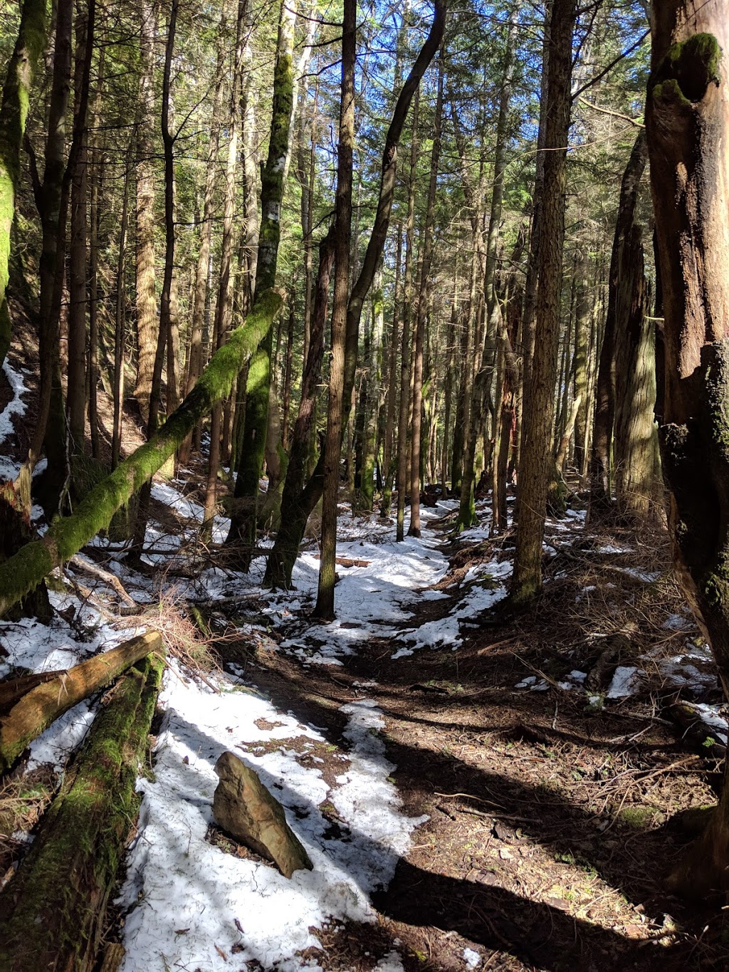 Raptor Ridge Overlook | Raptor Ridge Trail, Bellingham, WA 98229, USA
