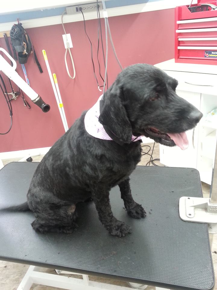 Tonte et Toilettage Plus | 7 Rue des Pluviers, Lanoraie, QC J0K 1E0, Canada | Phone: (450) 586-4542