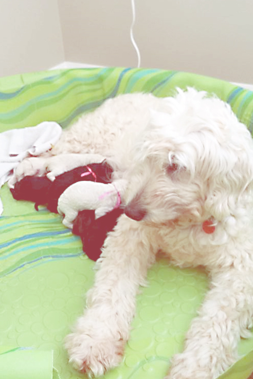 Hazy Daisy Doodles and Poodles Kennels | 5723 NB-880, Dobson Corner, NB E4Z 4B9, Canada | Phone: (506) 708-0553