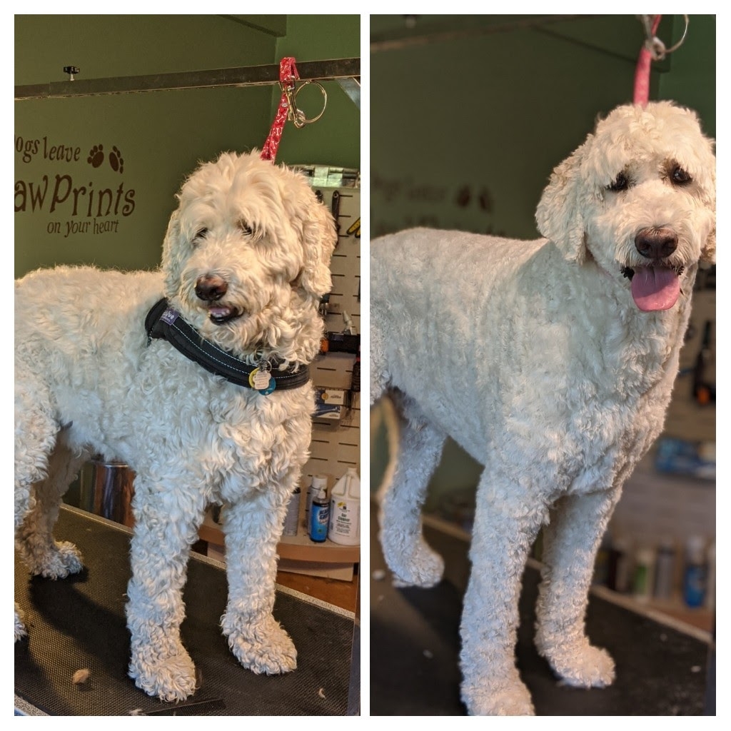 Pattersons Pampered Pets | 382 River Rd, Cambridge, ON N3C 2B7, Canada | Phone: (519) 502-2472