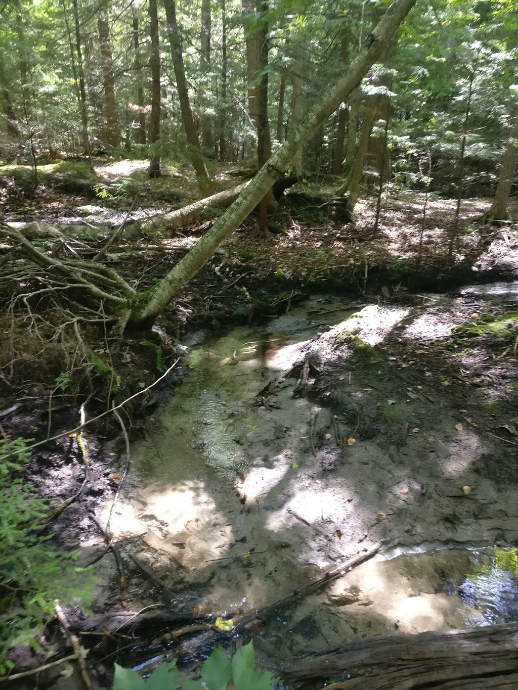 Thornton Bales Conservation Area | 19th Sideroad, King, ON L7B 1K5, Canada | Phone: (905) 895-1281