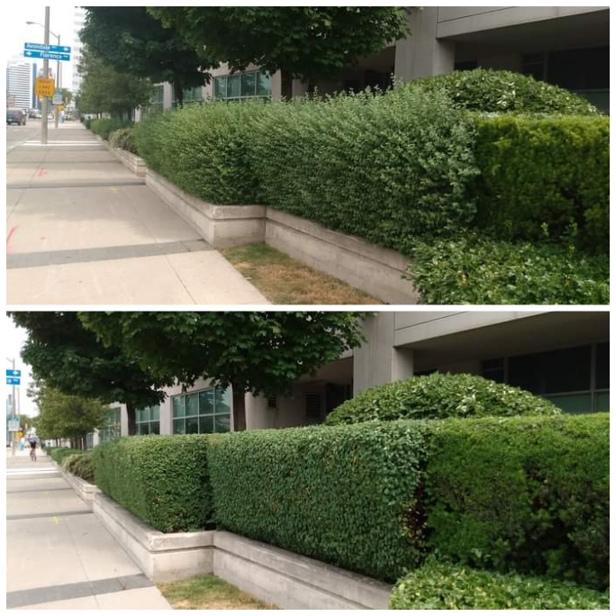 Puravida green | 369 Vodden St E, Brampton, ON L6V 1N5, Canada | Phone: (416) 937-6986