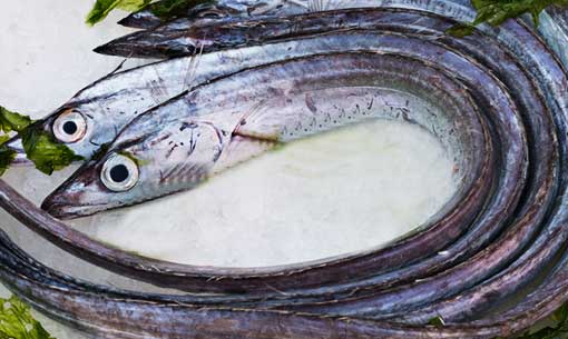 Newport Fish | 370 Alliance Ave, York, ON M6N 2H8, Canada | Phone: (416) 537-1278