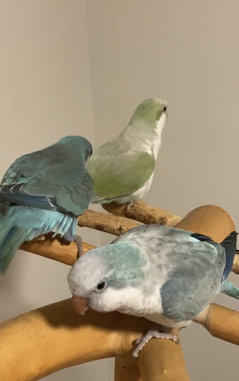 Pets4You Canada Inc. | 10 Cecile Dr, Kitchener, ON N2M 1V3, Canada | Phone: (519) 716-8885