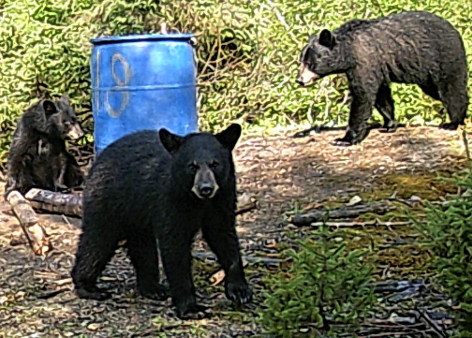 Pourvoirie Rudy | Lac Canot, La Tuque, QC G0X 3P0, Canada | Phone: (819) 667-2559