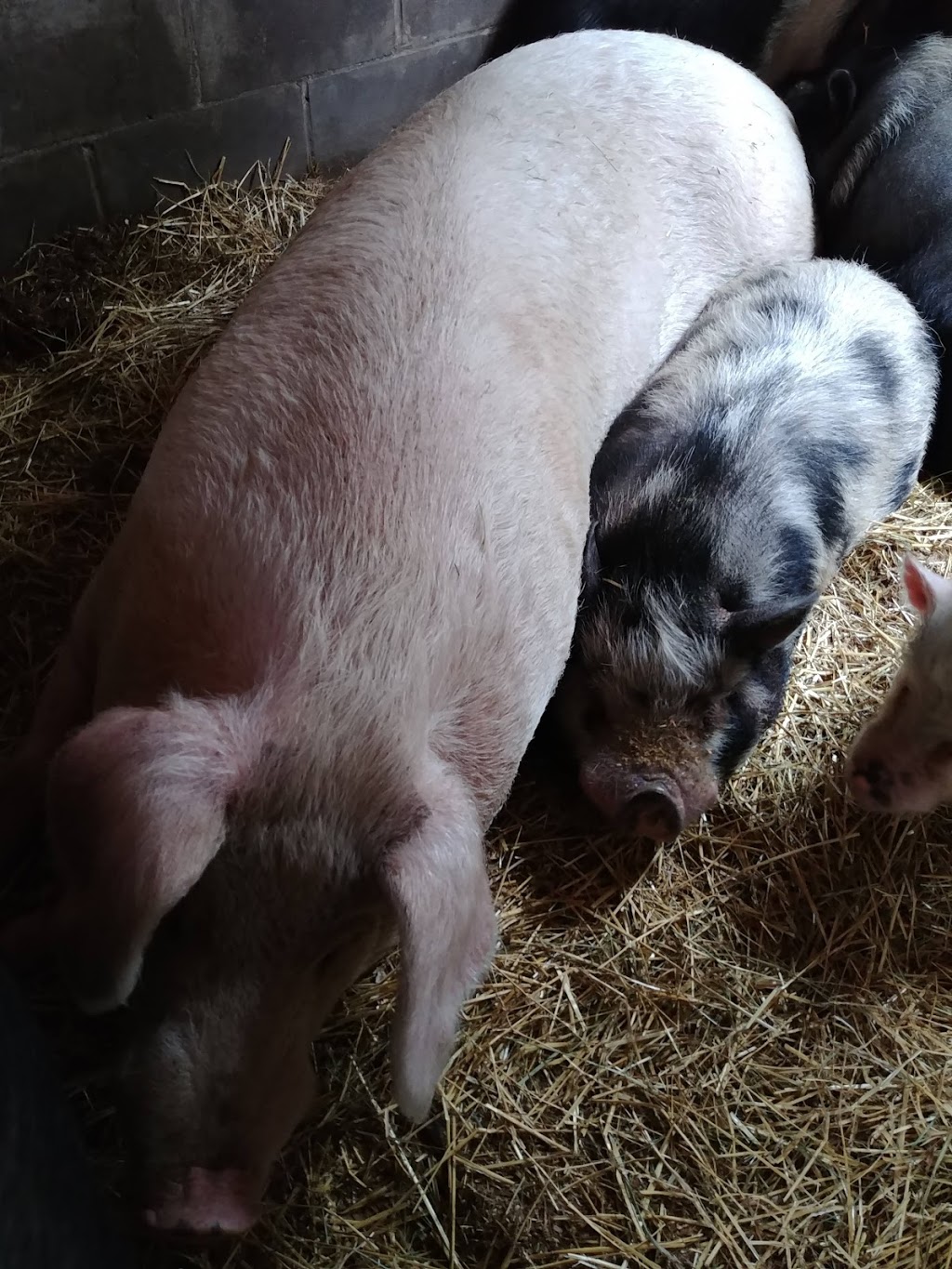 Happy Tales Animal Sanctuary | 3225 Wilton Rd, Harrowsmith, ON K0H 1V0, Canada | Phone: (613) 217-2570