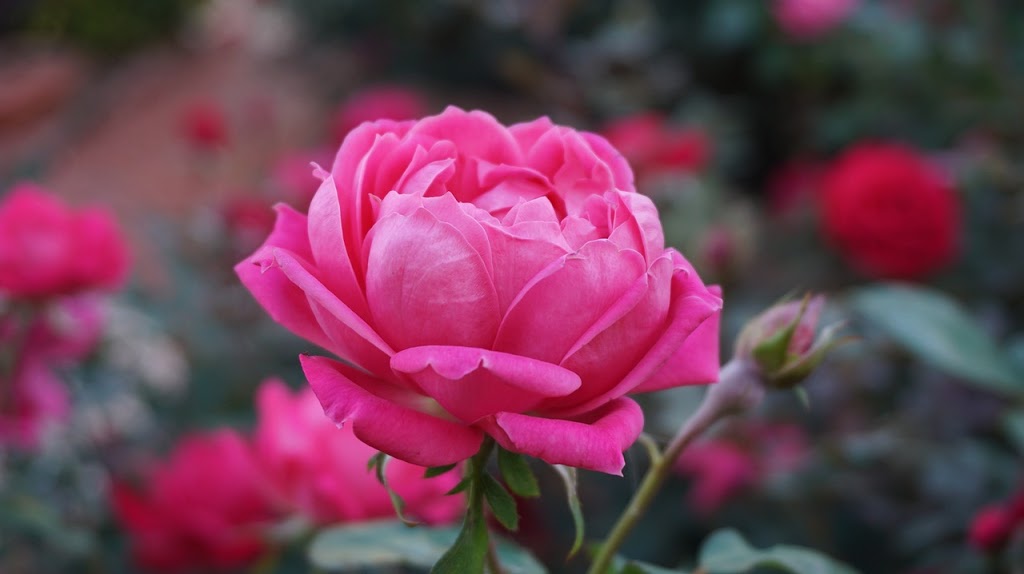 Muskoka Flowers | 2876 ON-60 Unit #2, Dwight, ON P0A 1H0, Canada | Phone: (705) 635-1696
