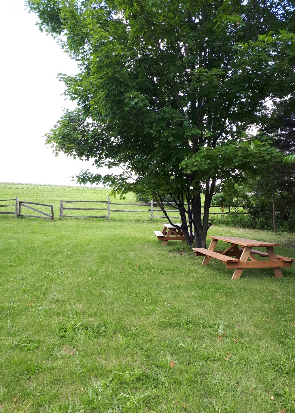 Kelso Lavender | 8649 Appleby Line, Campbellville, ON L0P 1B0, Canada | Phone: (647) 473-4007