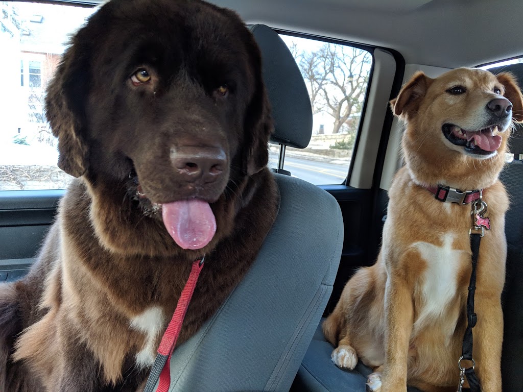 The Dog Groomer | 82 Main St N, Campbellville, ON L0P 1B0, Canada | Phone: (905) 854-1085