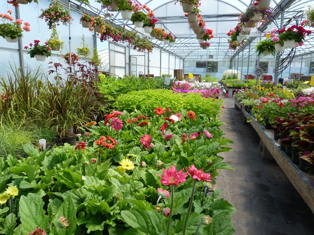 The McDonalds Greenhouses | 1082 Villa Nova Rd, Waterford, ON N0E 1Y0, Canada | Phone: (519) 443-5314