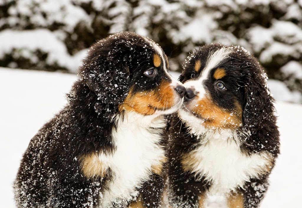 Tri-Municipal Veterinary Clinic | 636 King St #126, Spruce Grove, AB T7X 4K3, Canada | Phone: (780) 571-3200