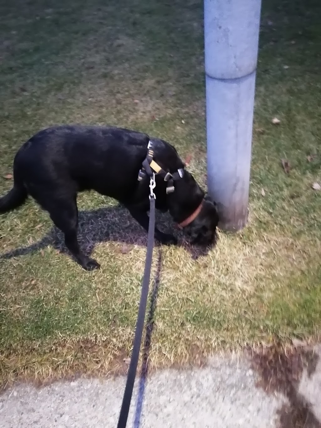 Best Paw Forward | 11 Frances St, Tillsonburg, ON N4G 1E8, Canada | Phone: (519) 668-7077
