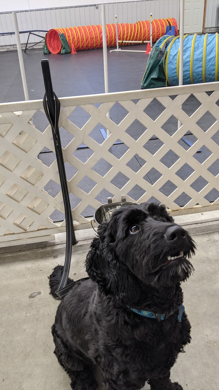 Muskoka District Kennel Club | 225 Jones Rd, Gravenhurst, ON P1P 1A1, Canada | Phone: (705) 646-6515