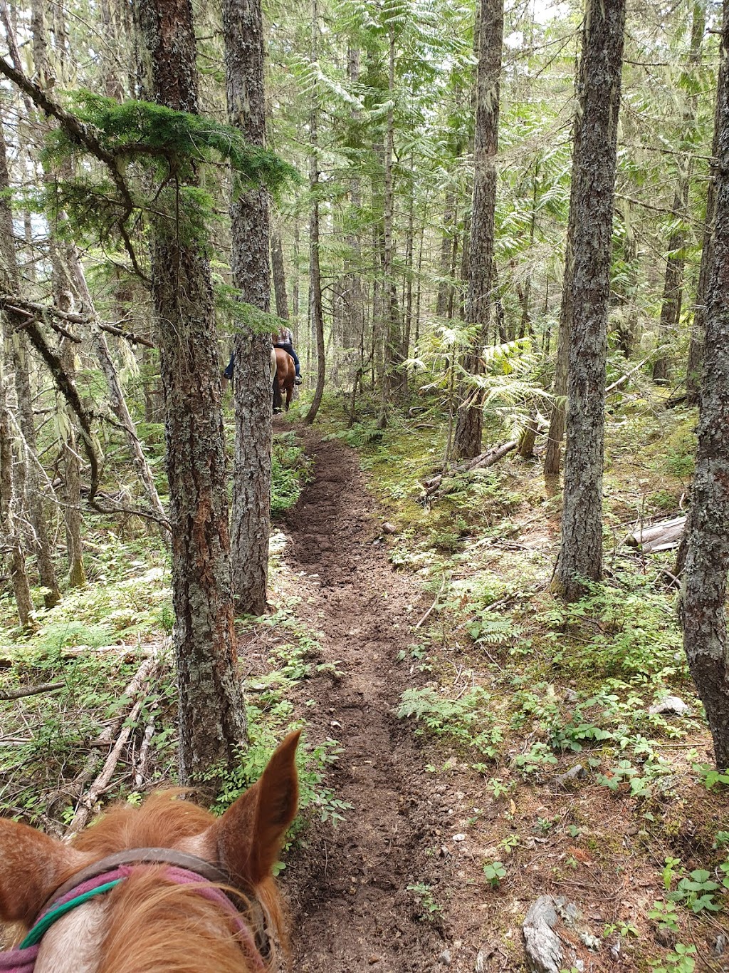 Whistler Stables Inc | 55 BC-99, Whistler, BC V0N 1B1, Canada | Phone: (604) 938-3629
