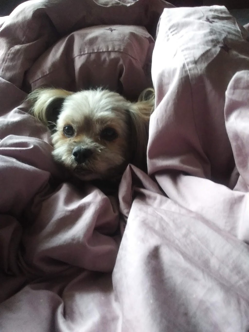 West London Pet Hospital | 760 Hyde Park Rd, London, ON N6H 5W9, Canada | Phone: (519) 641-2999