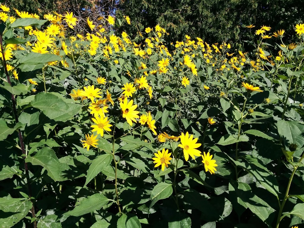 Lunar Rhythm Gardens, Organic CSA Farm | 253 Gray Rd, Janetville, ON L0B 1K0, Canada | Phone: (905) 986-9612