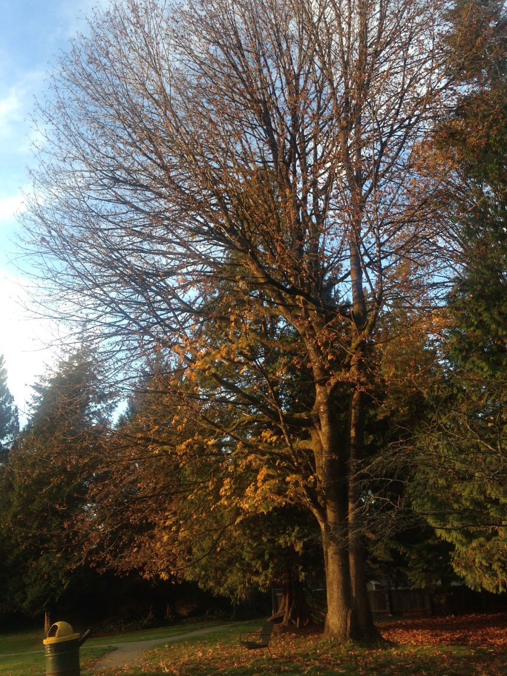 Bonson Park | 11546 Bonson Rd, Pitt Meadows, BC V3Y, Canada | Phone: (604) 465-5454