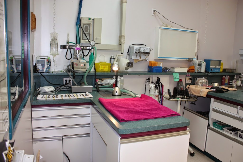 Calgary Cat Clinic | 2116 Crowchild Trail NW, Calgary, AB T2M 3Y7, Canada | Phone: (403) 289-9999