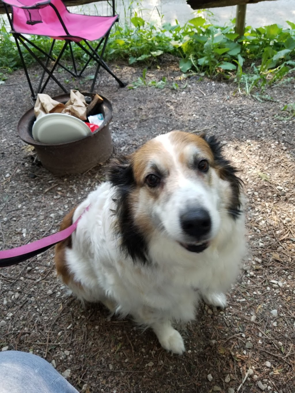 Saugeen Riverbank Campground | 1343 Bruce CR4, Walkerton, ON N0G 2V0, Canada | Phone: (519) 881-0491