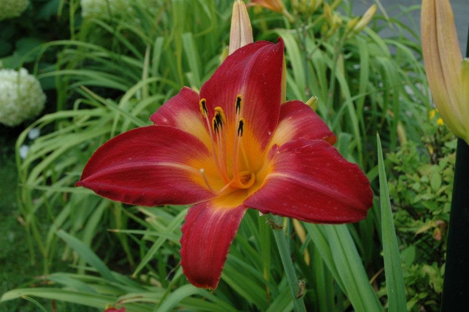 Penney Gardens Nursery | 133 Rue Main, Saint-Lazare, QC J7T 2H9, Canada | Phone: (450) 458-5546