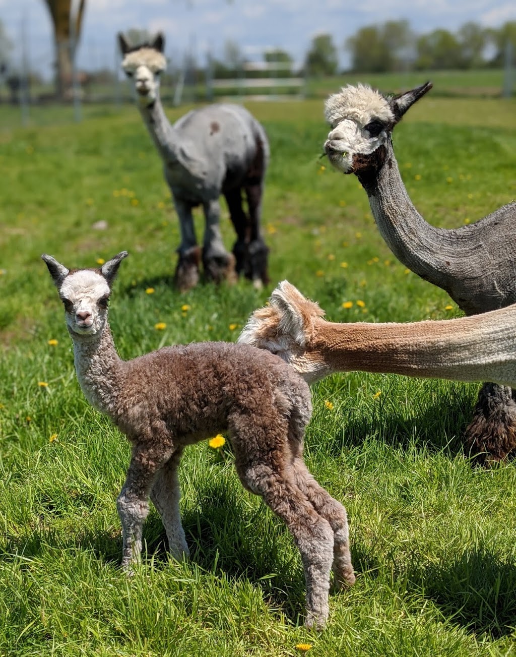Arriba Linea Alpacas | 696 Kawartha Lakes County Rd 36, Lindsay, ON K9V 4R3, Canada | Phone: (647) 223-8950