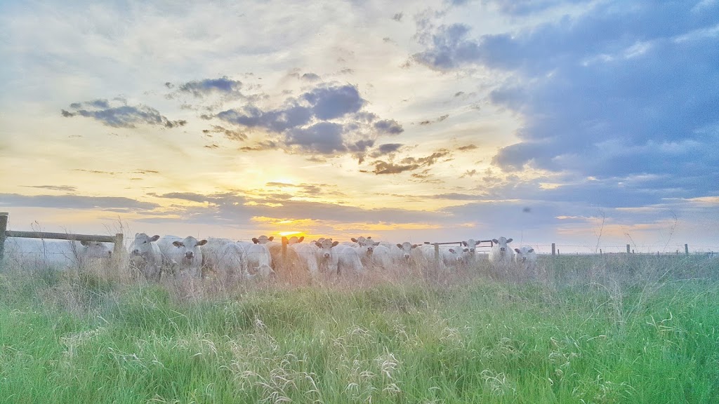 Bar Over HC Livestock | 74-325 4 Ave SW, Moose Jaw, SK S6H 5V2, Canada | Phone: (306) 313-6863