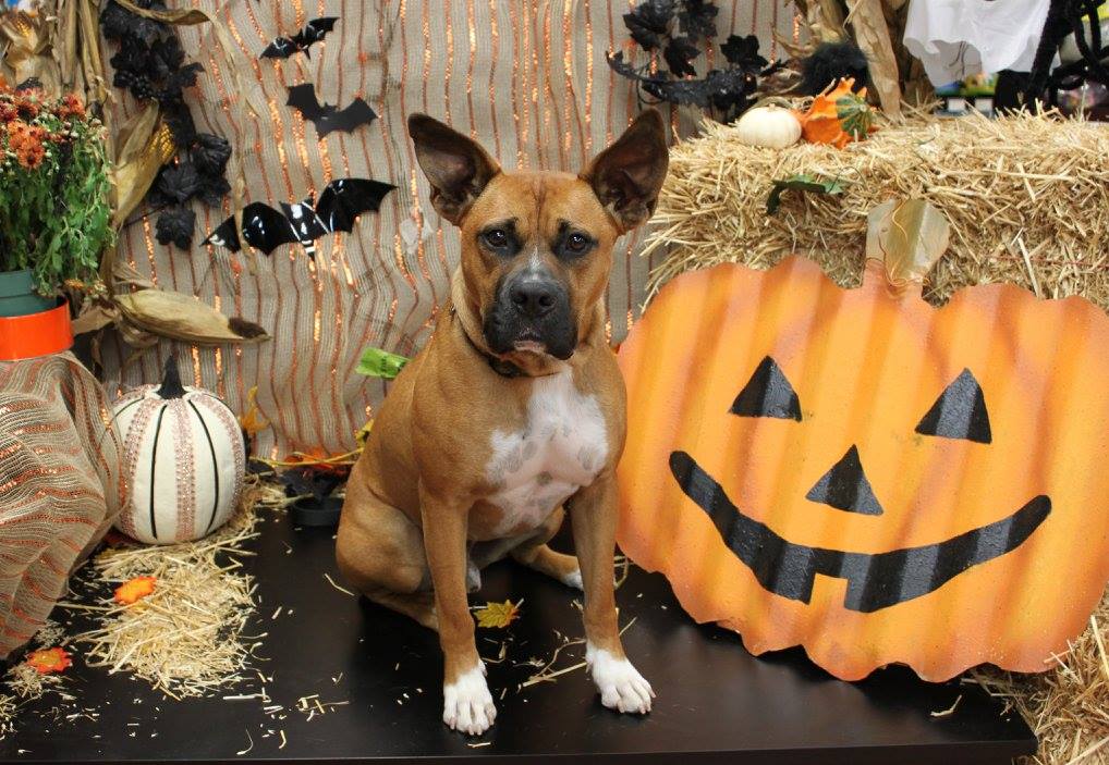 Pet Valu | 235 Guelph St, Georgetown, ON L7G 4A8, Canada | Phone: (905) 873-7407