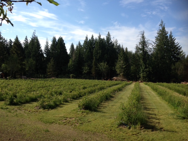 Rusty Gate Berry Farm | 2575 Maywood Rd, Powell River, BC V8A 0P4, Canada | Phone: (604) 740-7215