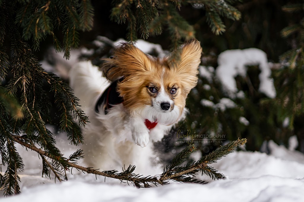 Lively Photography | Erb St. W, Waterloo, ON N2L 1W5, Canada | Phone: (647) 793-9883