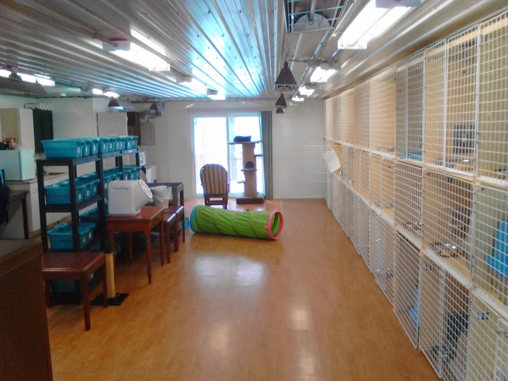 Cats Castle Cat Hotel | 1354 Bronte Rd, Oakville, ON L6M 4G4, Canada | Phone: (905) 847-7770