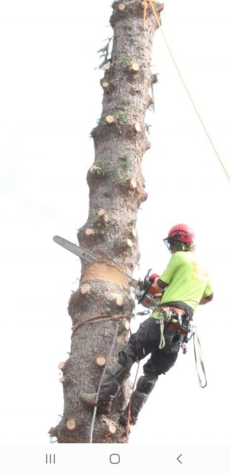 Wild Side Tree Care | 1724 Douglas Glen Grove SE, Calgary, AB T2Z 3A6, Canada | Phone: (587) 575-3474