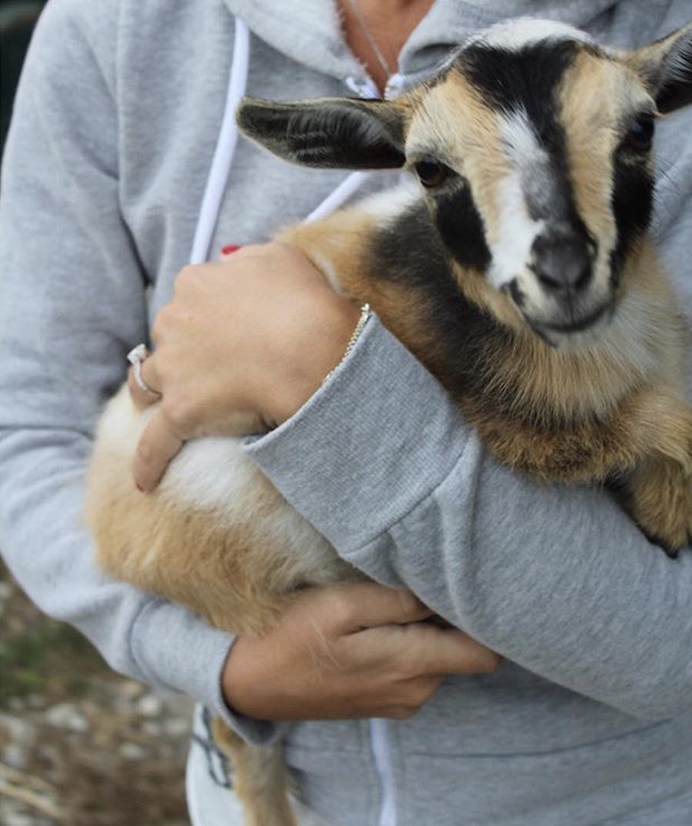 Goat Your Back Farm & Yoga | 1797 10th Side Rd, Tottenham, ON L0G 1W0, Canada | Phone: (416) 970-3089