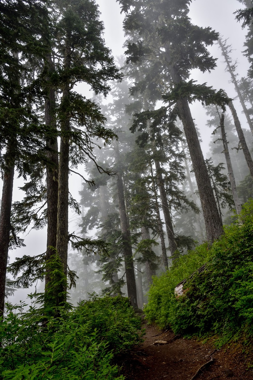Heliotrope Ridge Trailhead | Deming, WA 98244, USA | Phone: (360) 856-5700