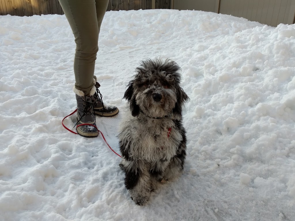 Carolines Dog Training | Barrhaven, Ottawa, ON K2J 3V2, Canada | Phone: (343) 540-9973