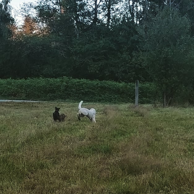 Tynehead Dog Park | 10017 168 St, Surrey, BC V4N 4B5, Canada | Phone: (604) 520-6442
